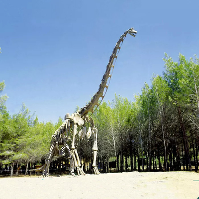 Gerçekçi Dinozor İskeleti Kopyası / İç Mekan İçin Jurassic World Kopyası