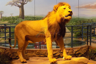 Custom Life Size Animatronic Animals Lion King On Site Installation Available