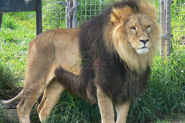 Custom Life Size Animatronic Animals Lion King On Site Installation Available