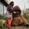 Tema Parkı İçin Yetişkin Goril Kostüm Gerçekçi Goril Suit