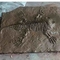 Alışveriş Merkezi Dinozor Kemik Kopyaları, Dinozor Kopya Fosil Kafatasları