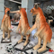 Tema Parkı İçin 1.8m Gerçekçi Animatronik Hayvanlar Kanguru