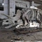 Açık / Kapalı Yaşam Boyu Dinozor Kafatası Kopyası, Dinozor Fosili Kopyaları