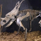 Hava Koşullarına Dayanıklı Dinozor İskeleti Kopyası / Dinozor Kemik Kopyaları
