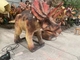 Elektrikli Triceratops Animatronic Dinozor Modeli Kızılötesi Kontrol Sistemi