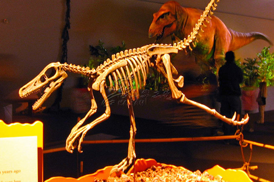 Eğlence Parkı İçin Simülasyon Fiberglas Komple Dinozor Fosili