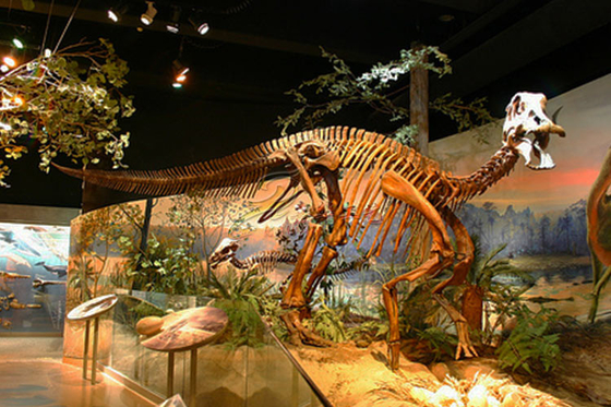 Anti-Pas Çelik Çerçeveli Müze Standart Fiberglas Komple Dinozor Fosili