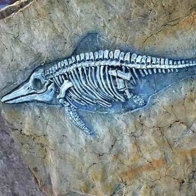 satın al Alışveriş Merkezi Dinozor Kemik Kopyaları, Dinozor Kopya Fosil Kafatasları online manufacture