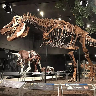 Hava Koşullarına Dayanıklı Dinozor İskeleti Kopyası / Dinozor Kemik Kopyaları