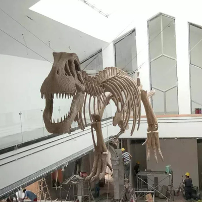 satın al Kapalı Dinozor İskeleti Replica Gençlik Yaşı 12 Ay Garanti online manufacture