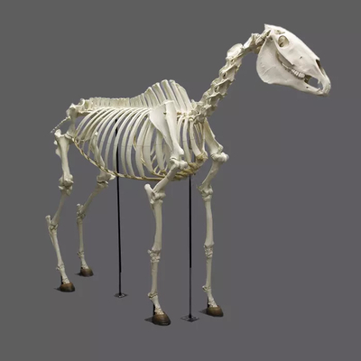satın al Yaşam Boyu Dinozor İskeleti Replika Fosiller Su Geçirmez / Güneş Geçirmez online manufacture