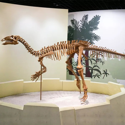 satın al Alışveriş Merkezi Dinozor İskeleti Kopya Boyutu Özelleştirilebilir Dinozor Kafatası Fosili online manufacture