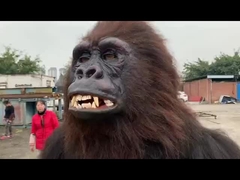 Peluş Kürklü Yetişkin Gerçekçi Cadılar Bayramı Kostümleri Maskot Hayvan Elbise Takım Elbise Fursuit Gorilla